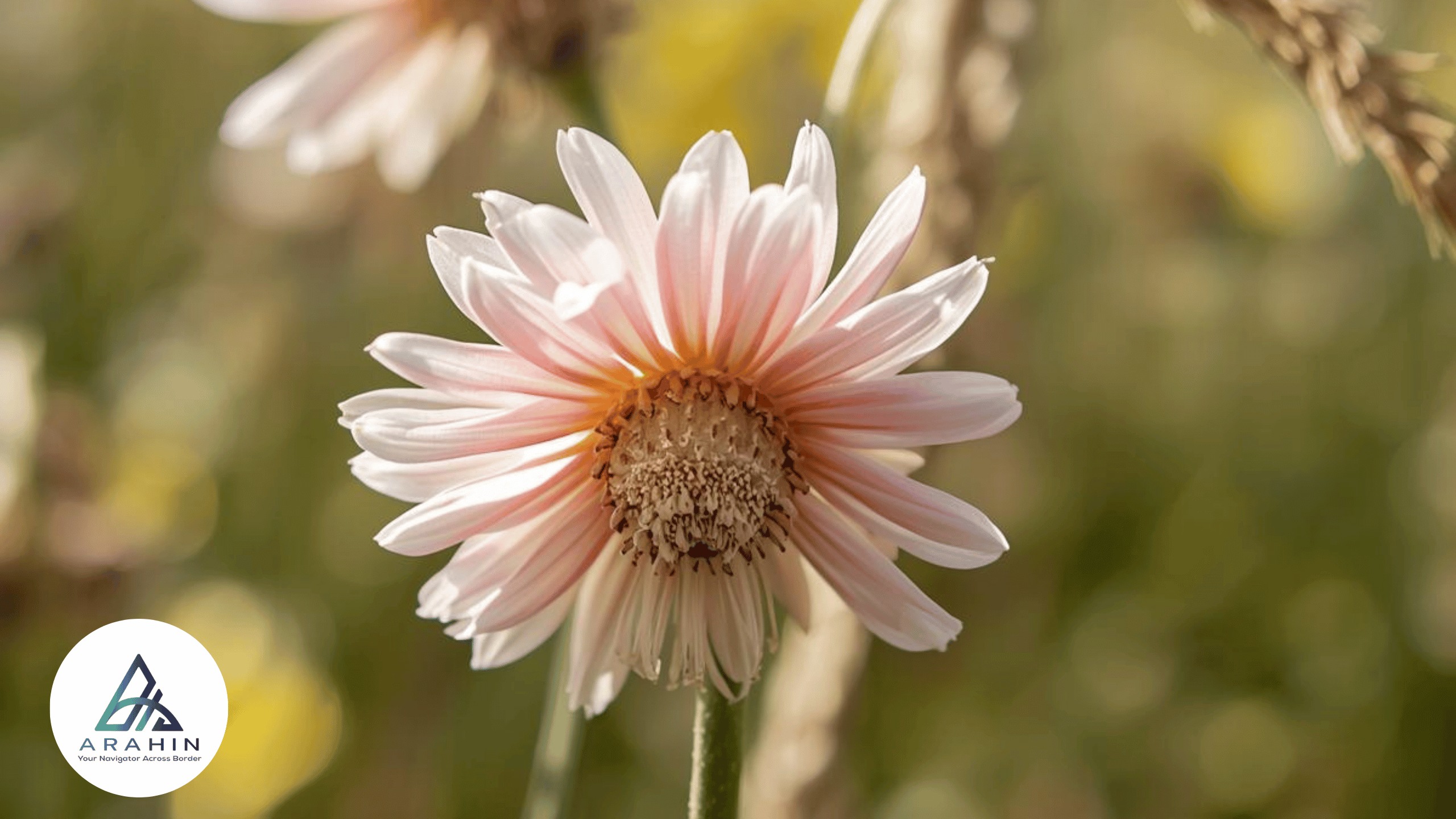 Impor Bibit Bunga Sutra dari China: Peluang Bisnis Tanaman Hias Bernilai Tinggi
